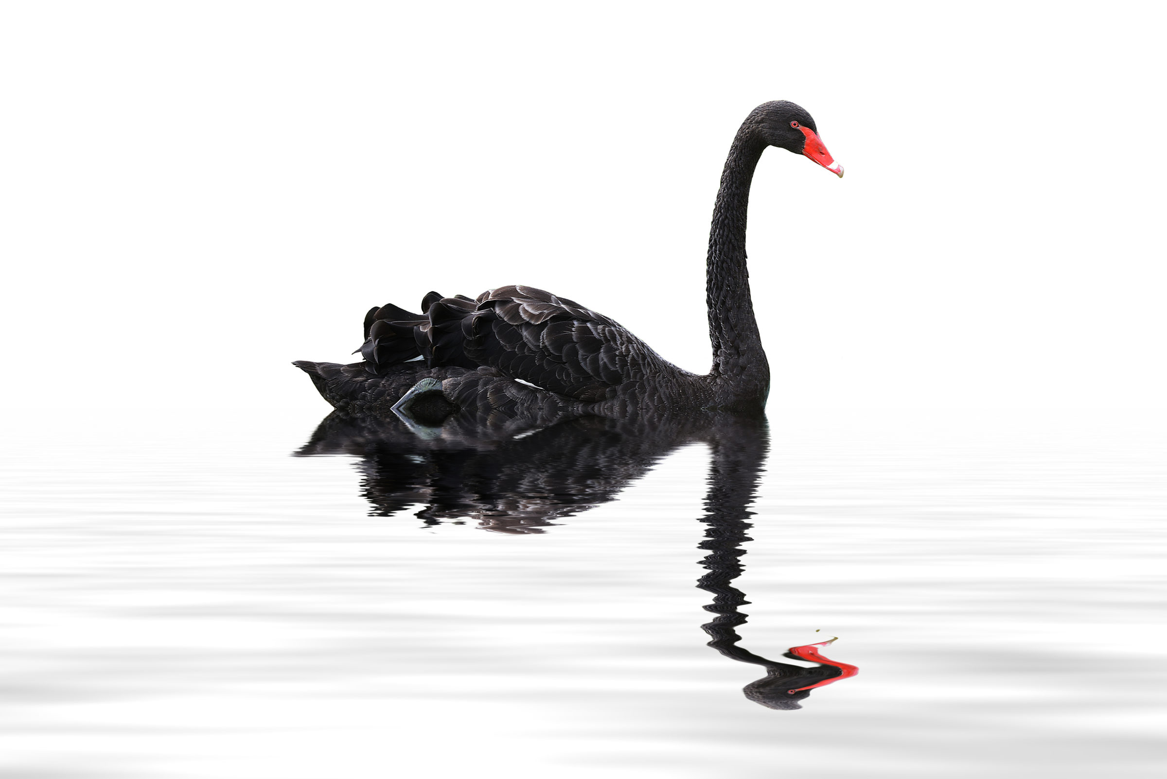 The Black Swan Year: How 2020 Impacted Venture Investing and Performance