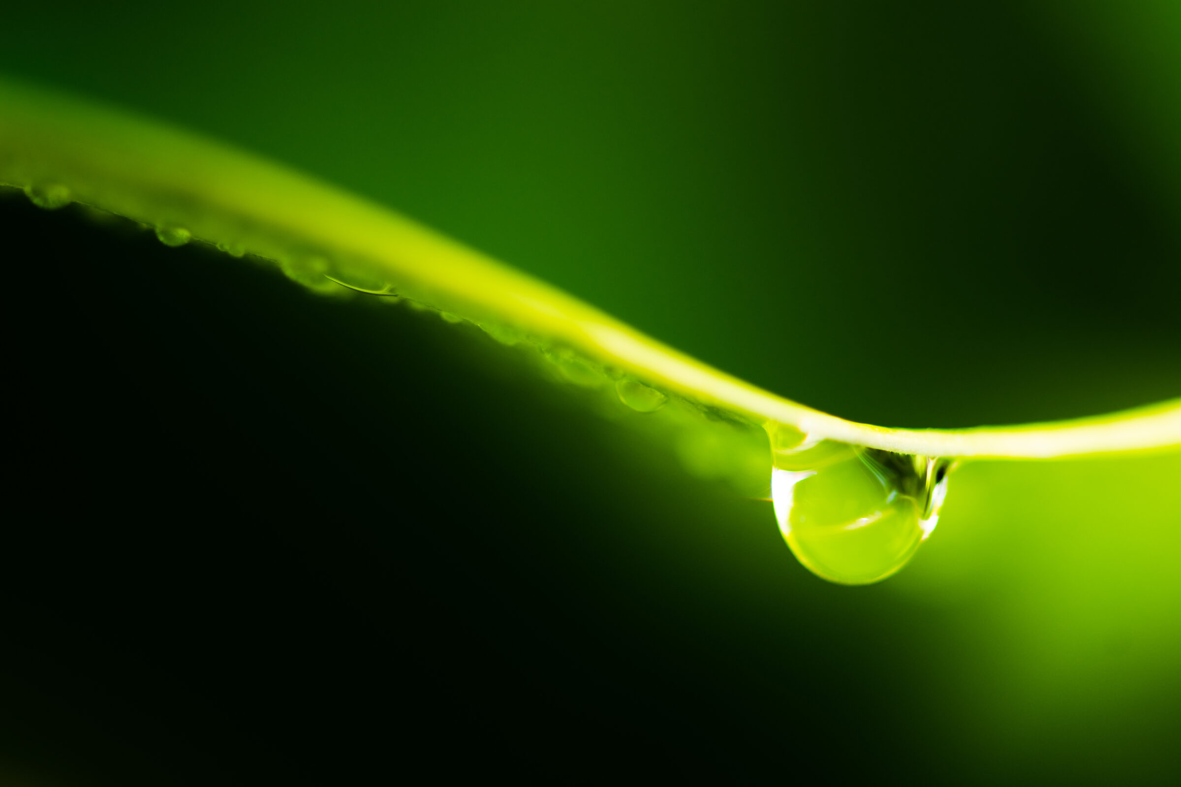 Raindrop or water droplet at green plant leaf with dark background. Copy space for text and content.